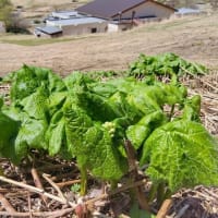 ５月２日、奥大山・鏡ヶ成のカタクリ：サンカヨウ開花情報