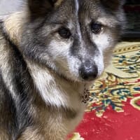 『愛犬銀ボー亡くなり丸５年に🐕❣️』
