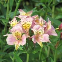 6月の終盤、夏の先駆けの花も咲き出す（埼玉・所沢）