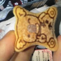本日のコアラ