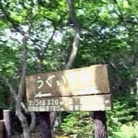 海鳥のサンクチュアリ　天売島と森林浴を楽しむメルヘンの焼尻島　６１回目　焼尻島