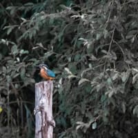 夕方から久しぶりのカワセミ撮影 XF100-400mm