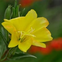 ２日、十二坊蓮臺寺から大徳寺、船岡山への散歩で真夏日だより＆癌治療
