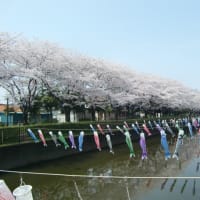 市内の公園の桜が満開になりました。