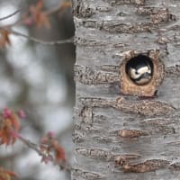 アカゲラさんのお家完成（北海道沙流郡日高町日高地区）