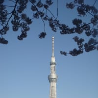 2015・桜