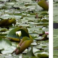 さくら公園 へ