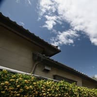 C-PLフィルタを使ってみた