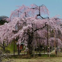 桜の記憶・小石川後楽園