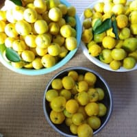 今年もウチの庭の柚子を収穫しました。