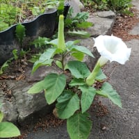 愛しき脂肪