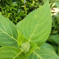 新緑が美しい季節