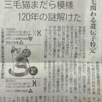 ５月１６日　猫の染色体のこと