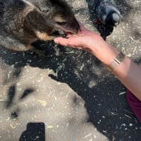 🔟2024年最後の海外旅行✈️はシドニー、、フェザーデール動物園とＱＶＢ