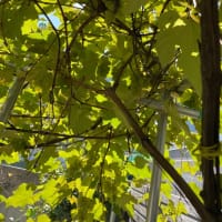 秋の収穫🍇と熊と敬老