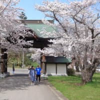 小樽方面へ桜を探して７）天上寺の桜