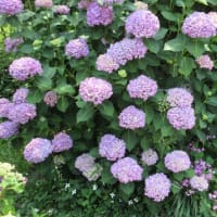 紫陽花は暑くてしおれ気味