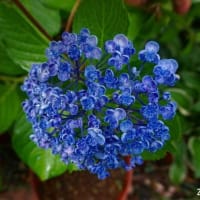 ホンアジサイ　ウズアジサイ