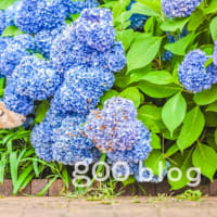 私の譲れない求めるもの