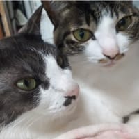 にゃか直り〜！！だにゃん。