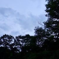 自然情報＠八ヶ岳