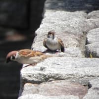 ヒナ鳥ですが
