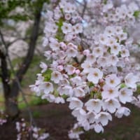 共和町の桜２）満開の桜
