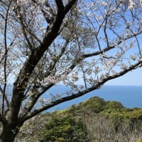 さくら・サクラ・桜