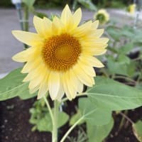 月と太陽