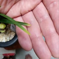 日本春蘭　黄金月