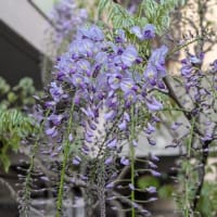 藤の花2