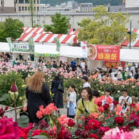 百万本のばらが咲き誇る広島県福山市　2025福山ばら祭　ローズパレードの主役は君だ！（後編）