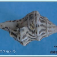 ツノマタモドキ
