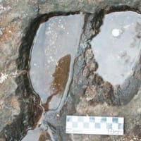 世界最古？　タイで恐竜の足跡の化石発見