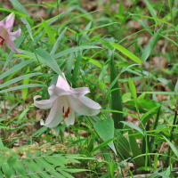 野山に自生する清楚な花に会いたくて！・・・ササユリ