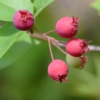 鉢植えの「ジューンベリー」（２）初夏の果実
