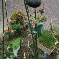 初めてのカボチャ栽培　最後の収穫