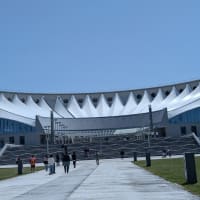 イワシの餌やり