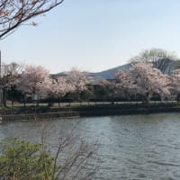 京都で散歩  1110  広沢池と藤右衛門庭