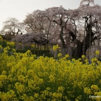 2024三春滝桜・ライトアップ