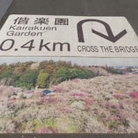 サクラらん(run)