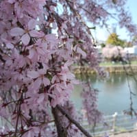 宇都宮の桜