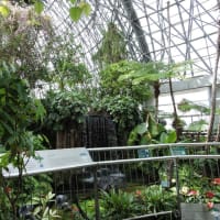 新木場 夢の島 熱帯植物園　