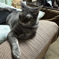 続ｗ　前門のとら？、後門のおおかみ？ｗ