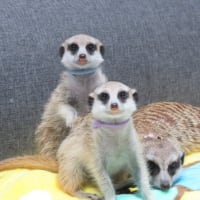 シュガーの子育て備忘録⑧