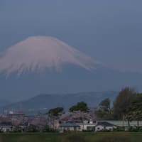 31/Mar  ソメイヨシノと富士山🗻とカワセミとダイヤモンド富士