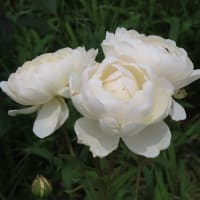 東京ドイツ村　薔薇