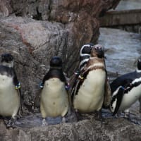 何ペンギン？　２