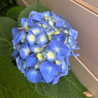 紫陽花🔵