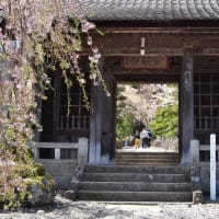 遅すぎた光前寺の枝垂れ桜（2025年04月21日　月　☀　OM-D M1MⅢ）